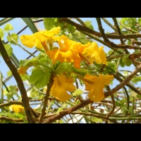 Uncarina grandidieri (fam Pedaliacees) (Madagascar) (4)